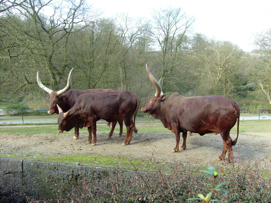 Watussirinder im Wuppertaler Zoo im März 2010