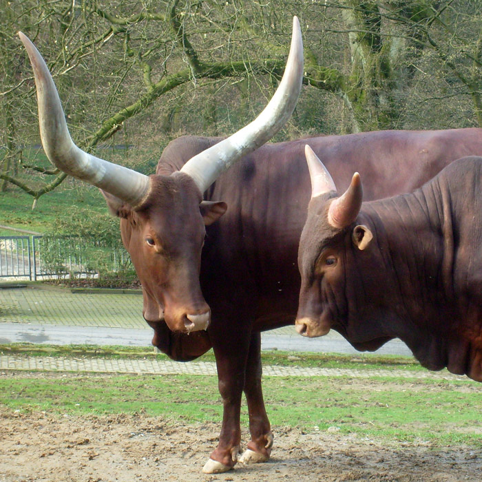 Watussirinder im Wuppertaler Zoo im März 2010