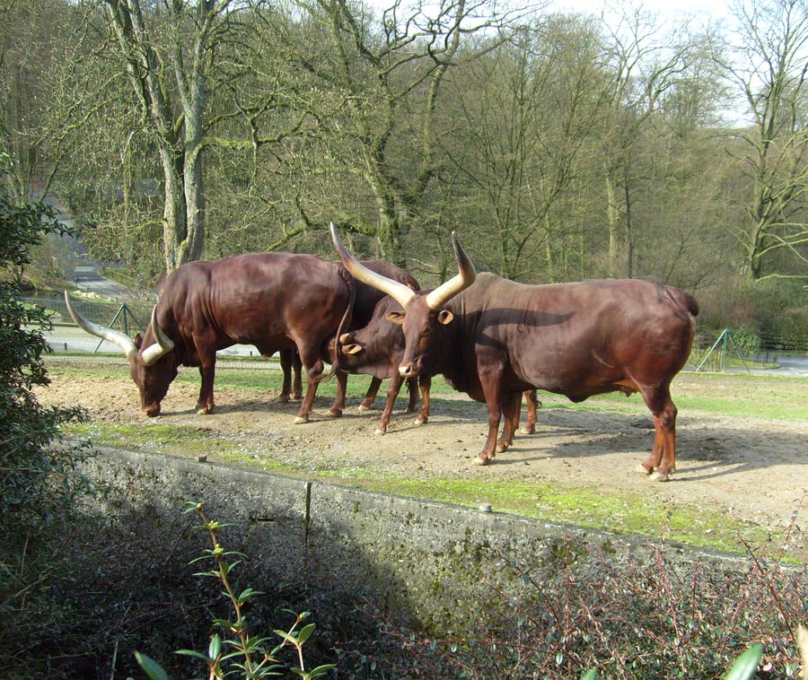 Watussirinder im Zoo Wuppertal im März 2010