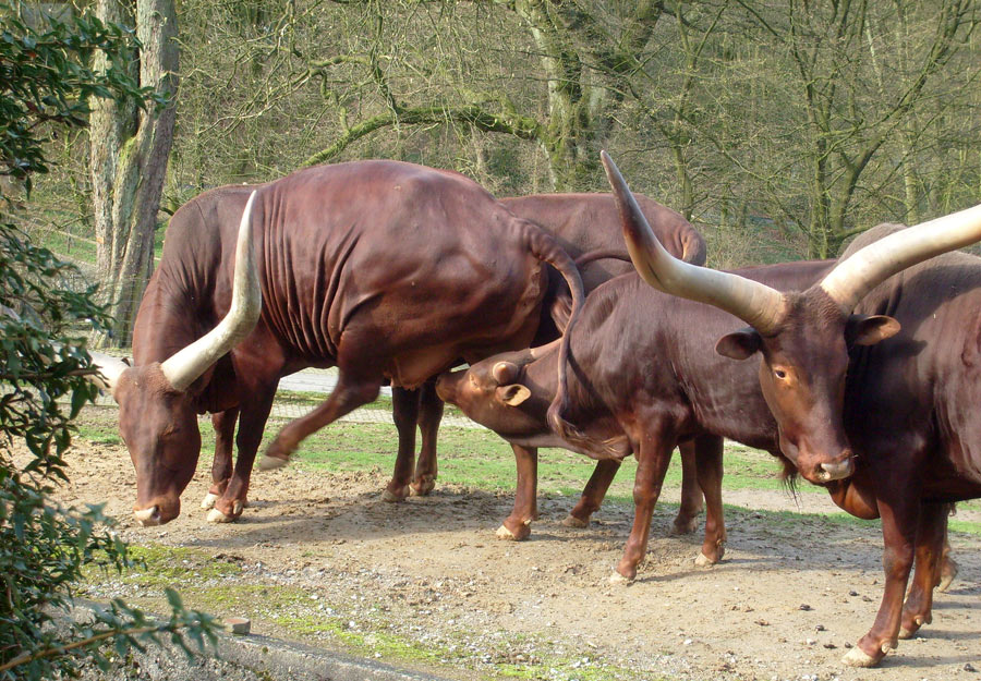 Watussirinder im Zoologischen Garten Wuppertal im März 2010