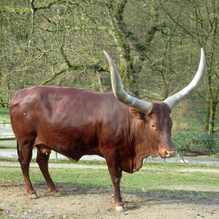 Watussirinder im Wuppertaler Zoo im März 2010