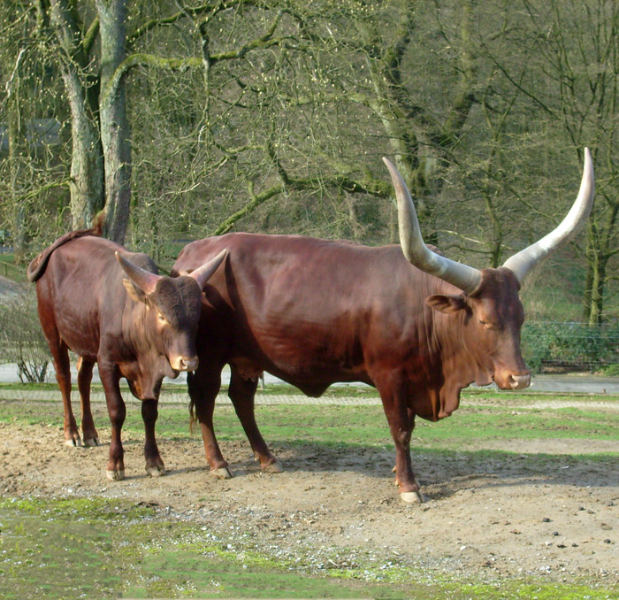 Watussirinder im Wuppertaler Zoo im März 2010