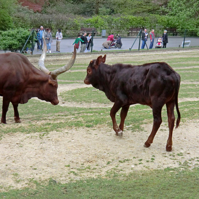 Watussirinder im Wuppertaler Zoo im April 2011