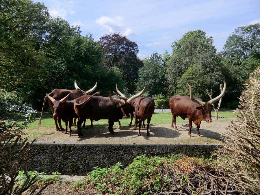 Watussirinder im Zoologischen Garten Wuppertal im August 2012