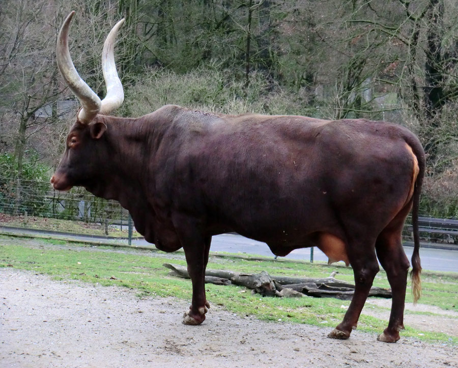 Watussirind im Zoo Wuppertal im Dezember 2012