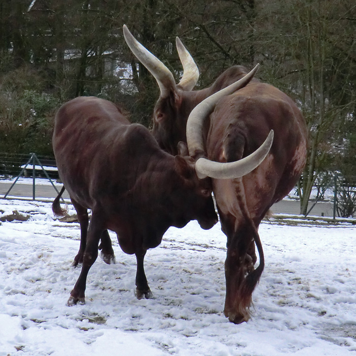 Watussirinder im Wuppertaler Zoo im Februar 2013