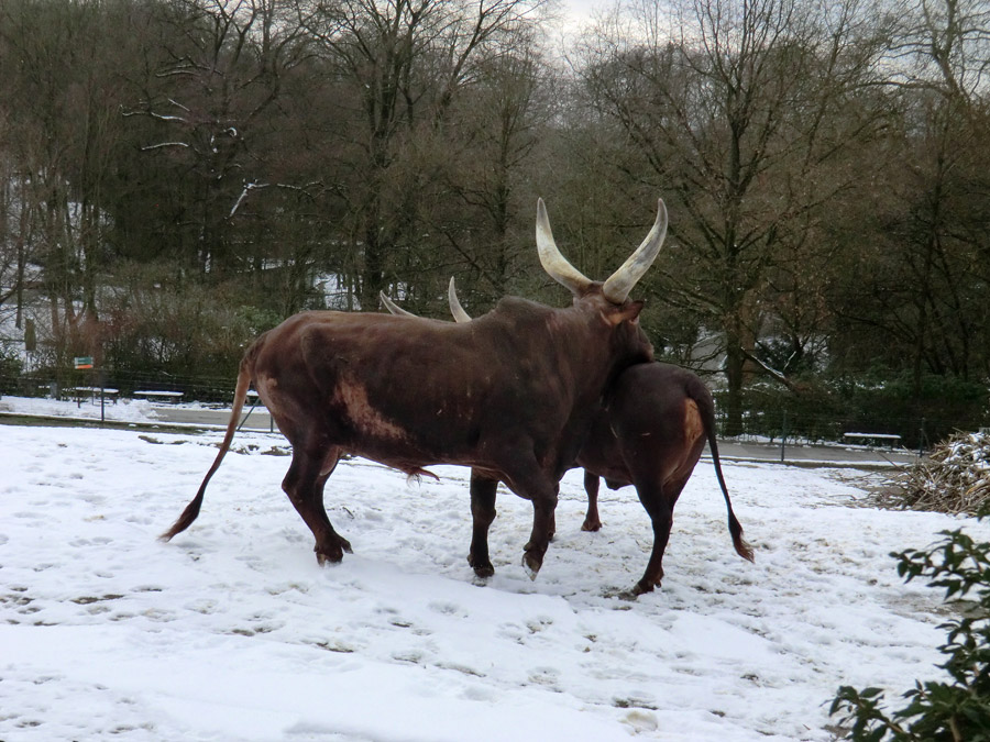 Watussirinder im Wuppertaler Zoo im Februar 2013