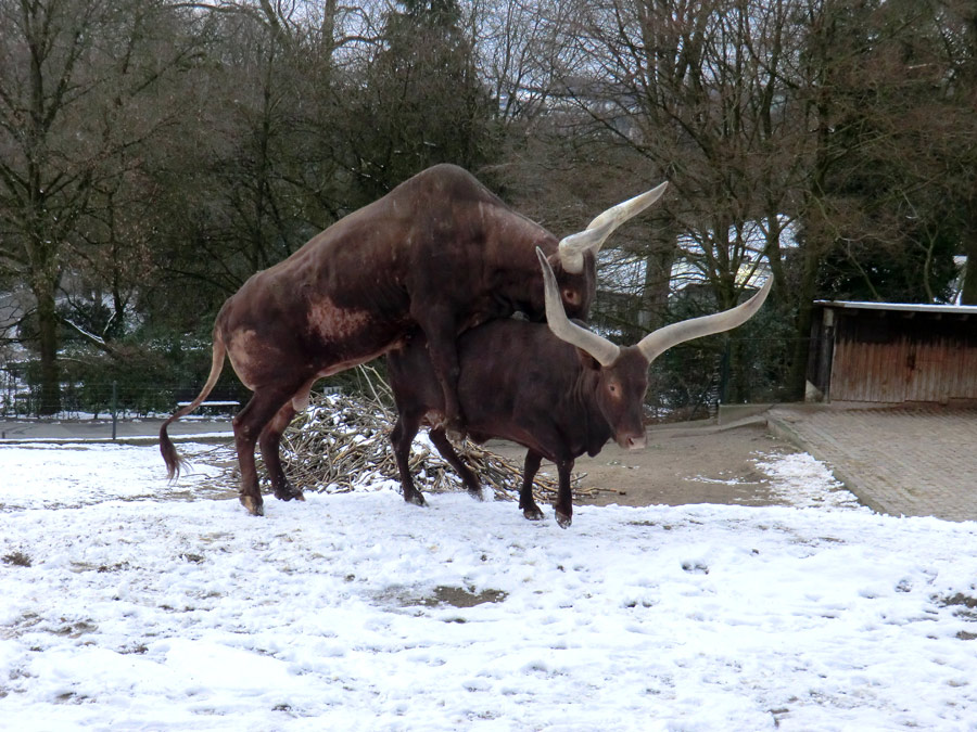 Watussirinder im Wuppertaler Zoo im Februar 2013