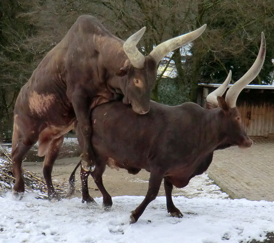 Watussirinder im Wuppertaler Zoo im Februar 2013