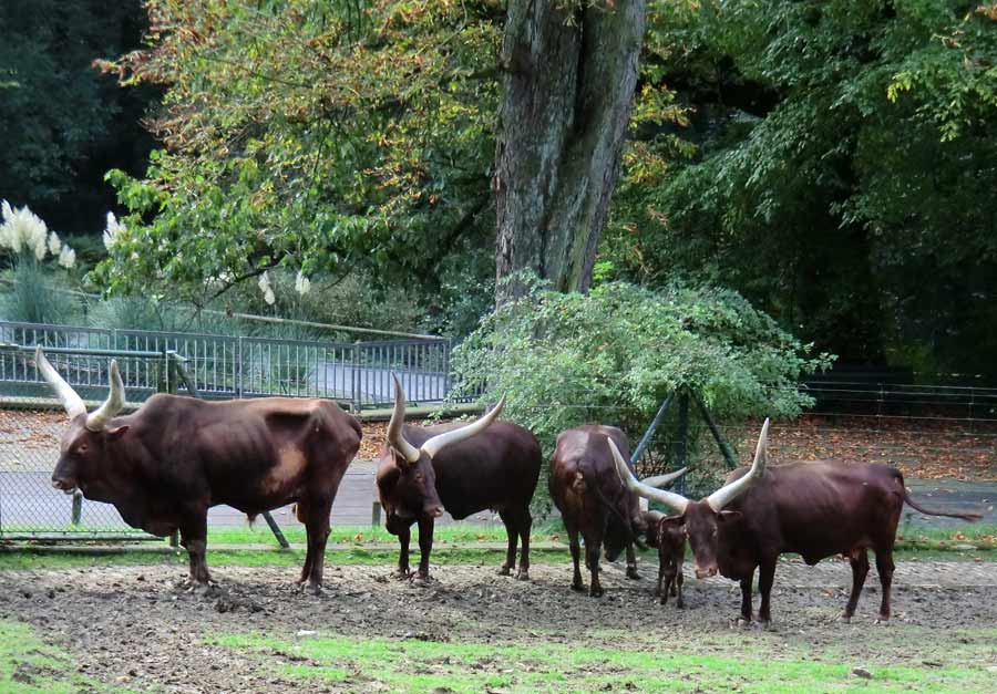 Watussirinder mit Jungtier im Zoo Wuppertal am 30. September 2014