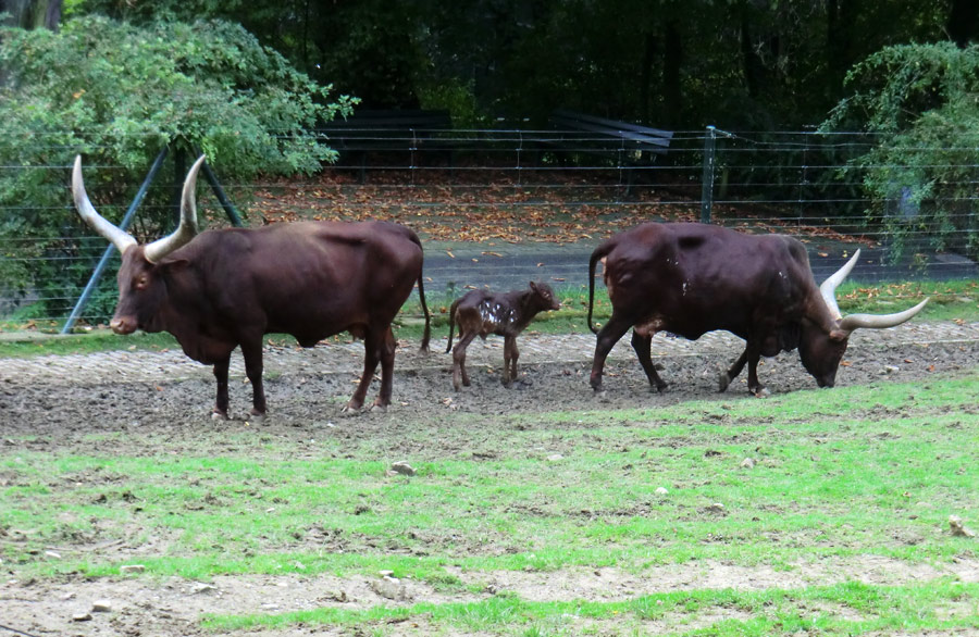 Watussirinder mit Jungtier im Zoologischen Garten Wuppertal am 30. September 2014