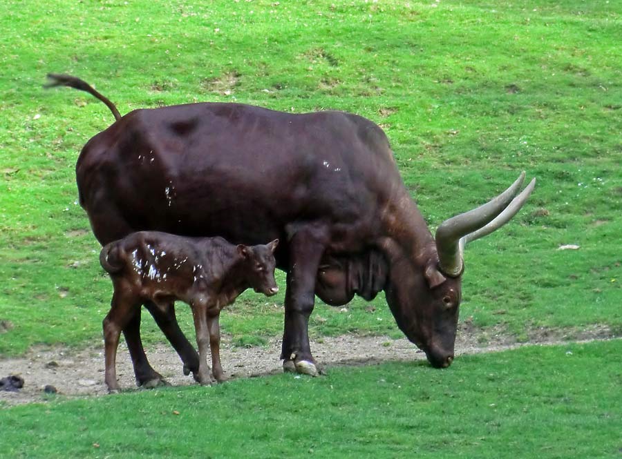 Watussirind mit Jungtier im Zoologischen Garten Wuppertal am 30. September 2014