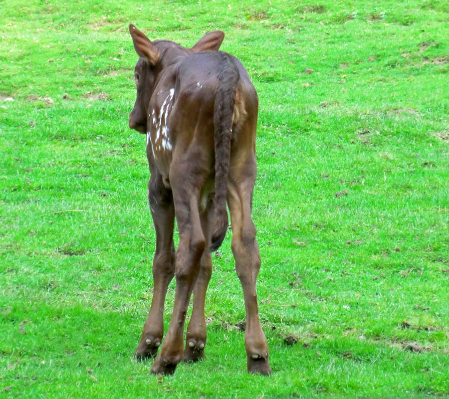 Watussirind Jungtier im Zoo Wuppertal am 30. September 2014