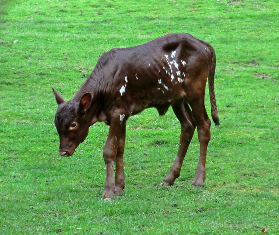 Watussirind Jungtier im Wuppertaler Zoo am 30. September 2014