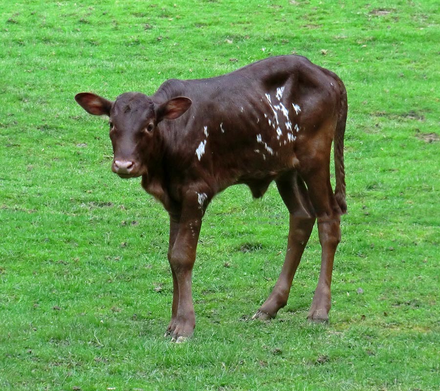 Watussirind Jungtier im Zoo Wuppertal am 30. September 2014