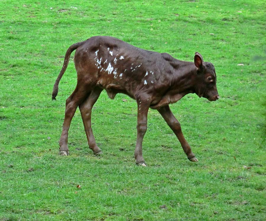 Watussirind Jungtier im Zoologischen Garten Wuppertal am 30. September 2014