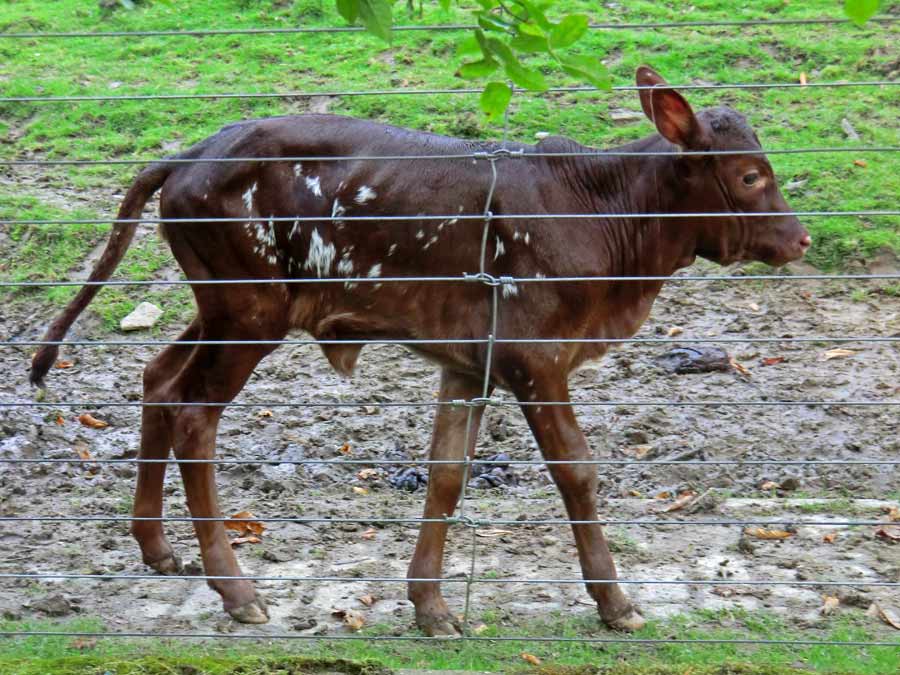 Watussirind Jungtier im Wuppertaler Zoo am 30. September 2014