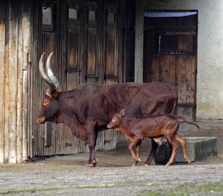 Watussirind Jungtier im Zoo Wuppertal am 12. Februar 2015