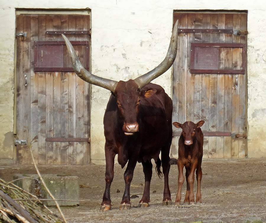 Watussirind Jungtier im Zoologischen Garten Wuppertal am 12. Februar 2015