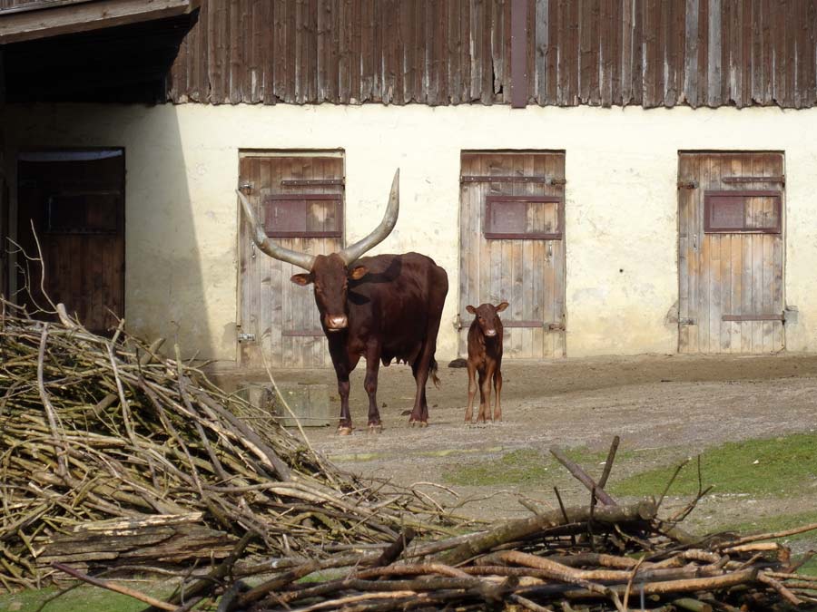 Watussirind Jungtier im Grünen Zoo Wuppertal am 12. Februar 2015