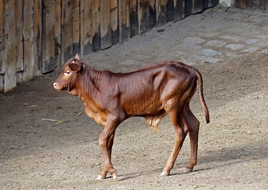 Watussirind Jungtier im Wuppertaler Zoo am 12. Februar 2015