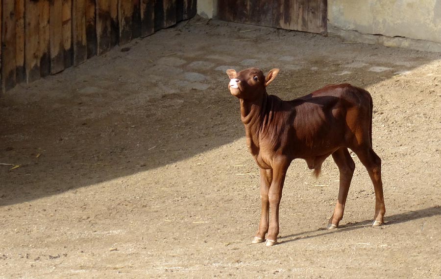 Watussirind Jungtier im Zoo Wuppertal am 12. Februar 2015