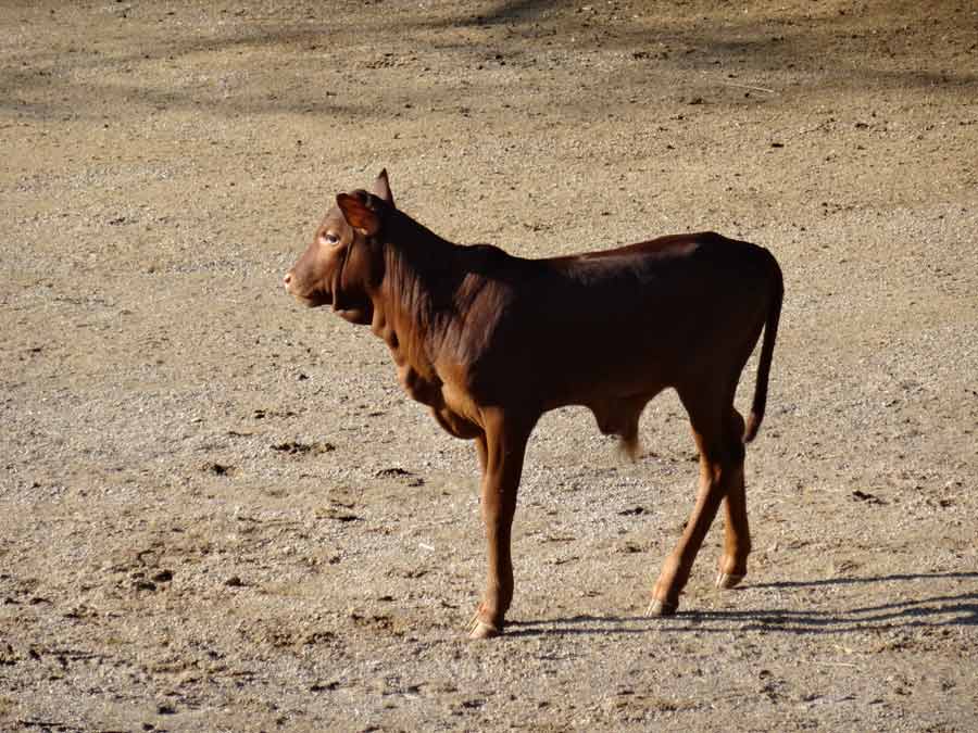 Watussirind Jungtier im Zoo Wuppertal am 12. Februar 2015