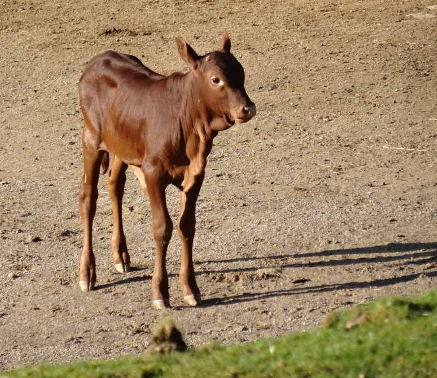 Watussirind Jungtier im Zoologischen Garten Wuppertal am 12. Februar 2015