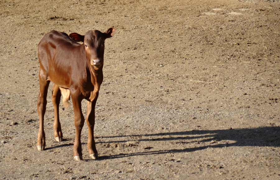 Watussirind Jungtier im Grünen Zoo Wuppertal am 12. Februar 2015