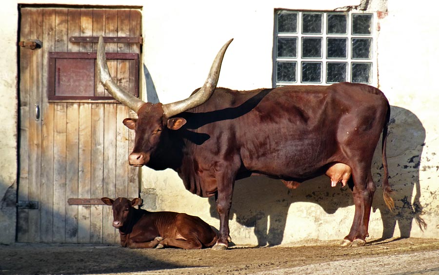 Watussirind Jungtier im Wuppertaler Zoo am 12. Februar 2015