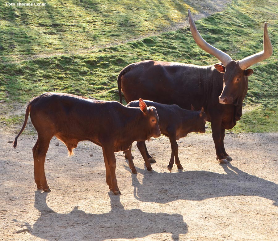 Watussirinder im Wuppertaler Zoo am 9. April 2015 (Foto Thomas Exner)