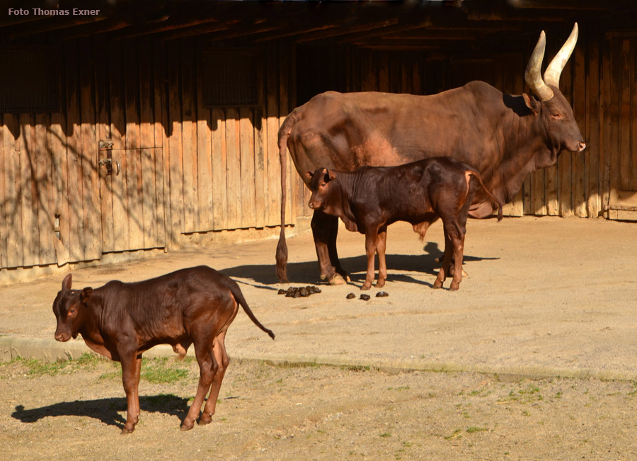 Watussirinde Jungtier im Grünen Zoo Wuppertal am 9. April 2015 (Foto Thomas Exner)