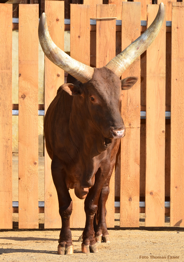 Watussirind im Wuppertaler Zoo am 9. April 2015 (Foto Thomas Exner)