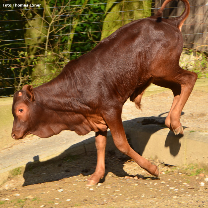 Watussirind Jungtier im Wuppertaler Zoo am 9. April 2015