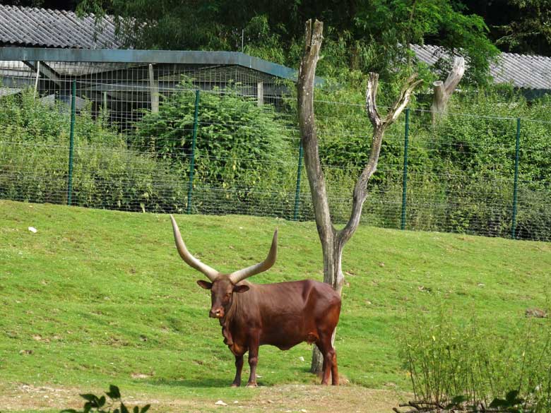 Watussirind am 24. Juli 2016 auf der Afrika-Anlage im Wuppertaler Zoo