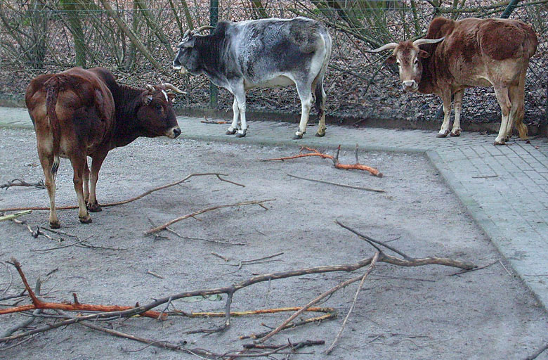 Zwergzebus im Zoo Wuppertal im Dezember 2008