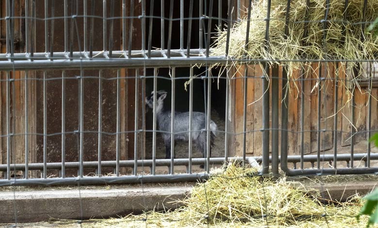 Wildziege am 23. April 2016 im Zoologischen Garten der Stadt Wuppertal