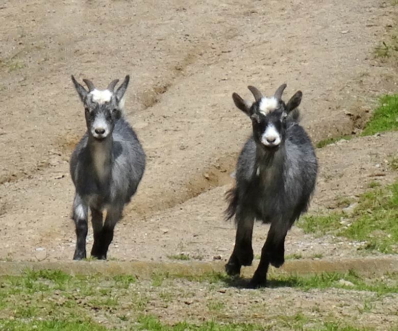 Wildziegen am 23. Juni 2016 im Zoologischen Garten der Stadt Wuppertal