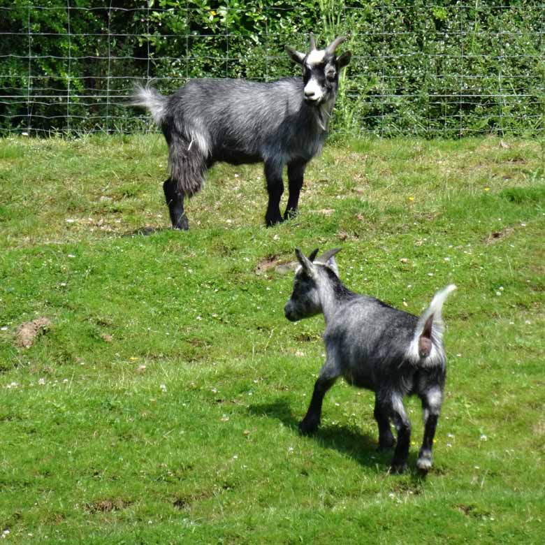 Wildziegen am 23. Juni 2016 auf der Afrika-Anlage im Grünen Zoo Wuppertal