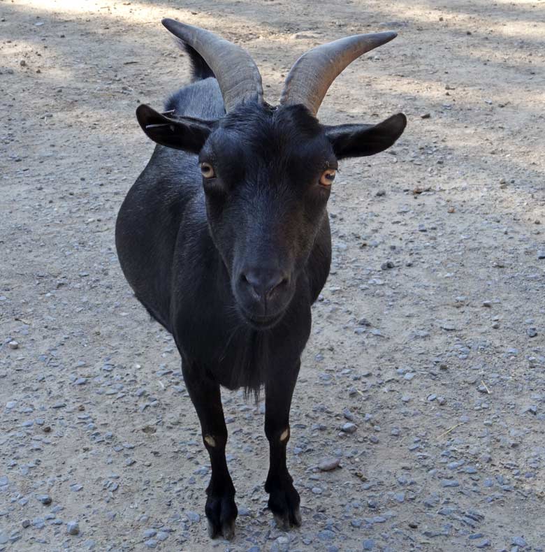 Wildziege am 13. September 2016 im JuniorZoo im Zoologischen Garten der Stadt Wuppertal