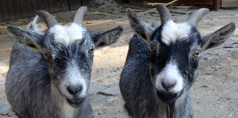 Wildziegen am 13. September 2016 im JuniorZoo im Wuppertaler Zoo