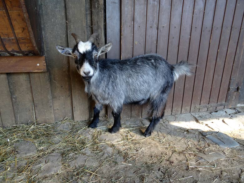 Wildziege am 13. September 2016 im JuniorZoo im Wuppertaler Zoo