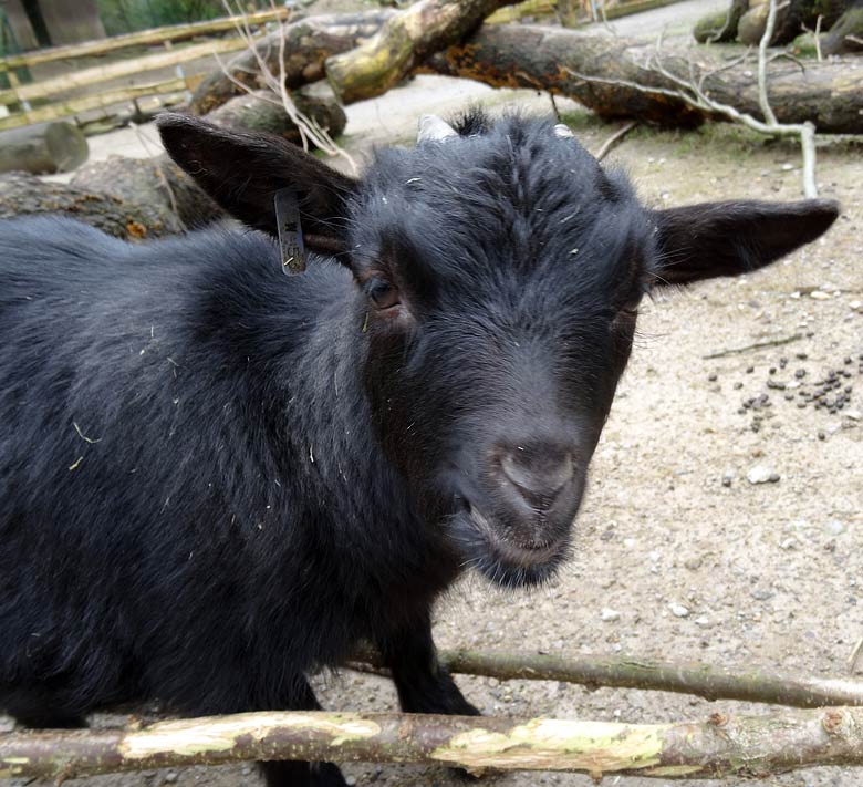 Afrikanische Zwergziege am 8. Februar 2016 im JuniorZoo im Zoologischen Garten der Stadt Wuppertal