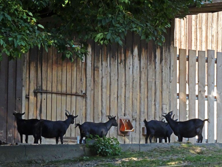 Afrikanische Zwergziegen am 3. September 2016 auf der Afrika-Anlage im Wuppertaler Zoo