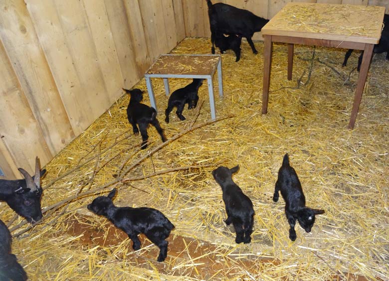 Afrikanische Zwergziegen am 24. September 2016 im Grünen Zoo Wuppertal