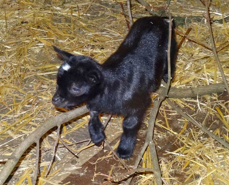 Afrikanische Zwergziege Jungtier am 24. September 2016 im Wuppertaler Zoo