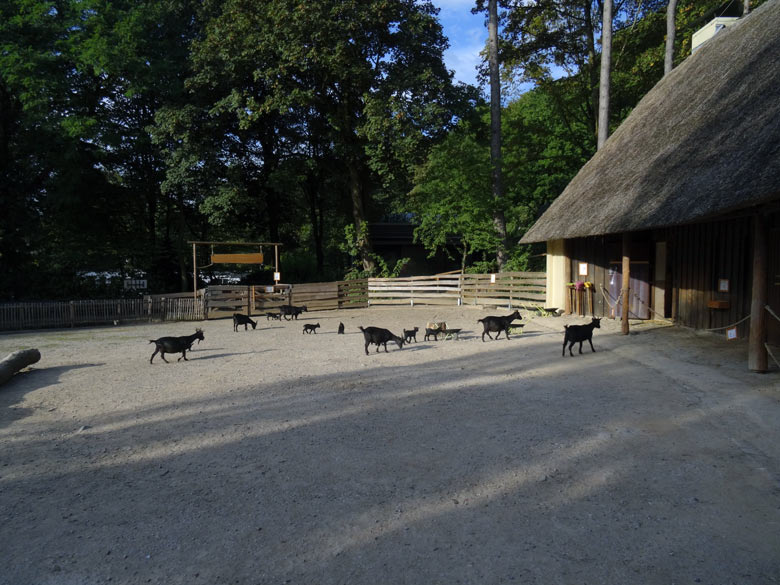 Afrikanische Zwergziegen am 26. September 2016 im Wuppertaler Zoo
