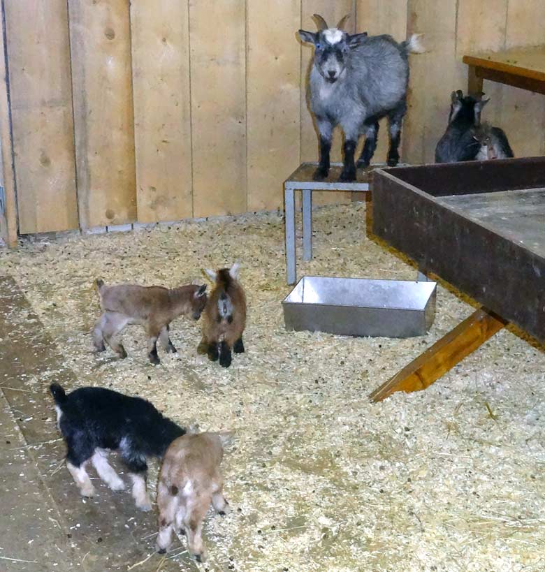 Afrikanische Zwergziege mit Jungtieren am 26. März 2017 im Wuppertaler Zoo