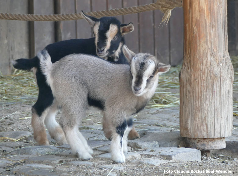 Junge Afrikanische Zwergziegen am 19. März 2018 auf der Außenanlage im JuniorZoo im Grünen Zoo Wuppertal (Foto Claudia Böckstiegel-Wengler)