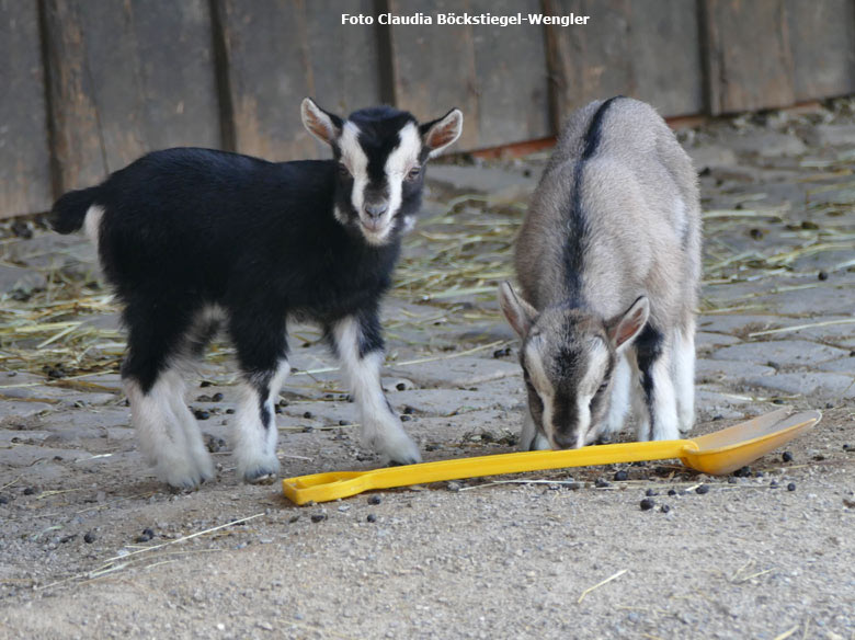 Junge Afrikanische Zwergziegen am 19. März 2018 auf der Außenanlage im JuniorZoo im Wuppertaler Zoo (Foto Claudia Böckstiegel-Wengler)